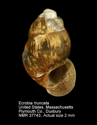 Ecrobia truncata.jpg - Ecrobia truncata(Vanatta,1924)